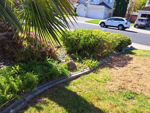 Curved concrete mow strip separating lawn from flower bed in Elk Grove, CA