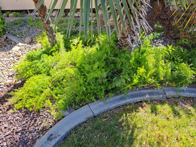 Curved concrete mow strip separating lawn from flower bed in Elk Grove, CA