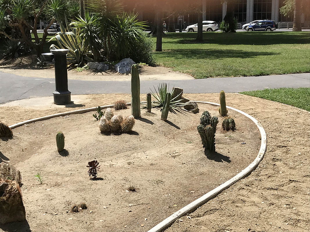 Low-maintenance xeriscape garden featuring native California drought-tolerant plants and bark mulch