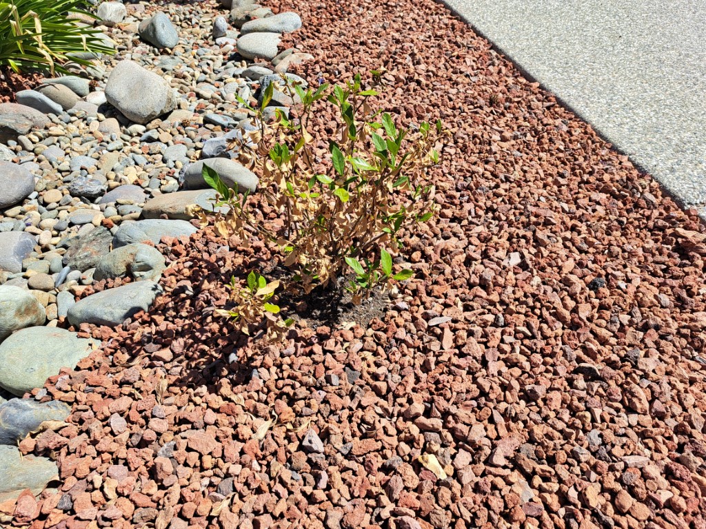 Low-maintenance xeriscape garden featuring native California drought-tolerant plants and bark mulch