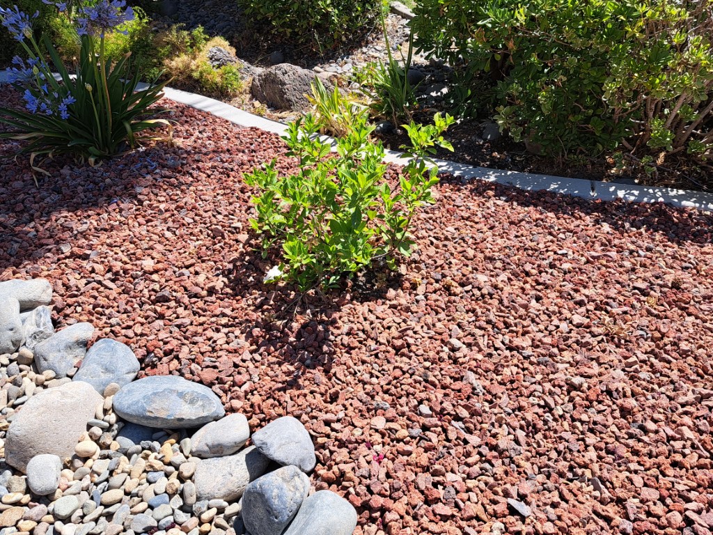 Low-maintenance xeriscape garden featuring native California drought-tolerant plants and bark mulch
