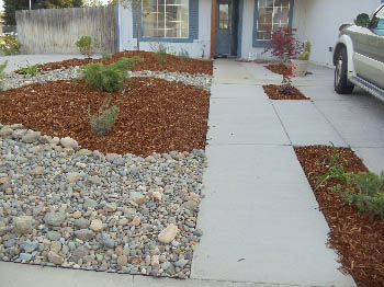 Low-maintenance xeriscape garden featuring native California drought-tolerant plants and bark mulch