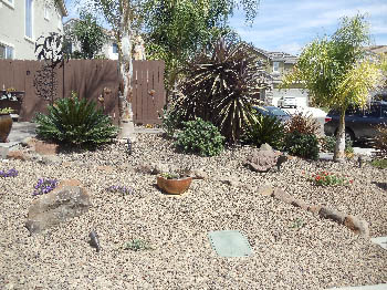 Low-maintenance xeriscape garden featuring native California drought-tolerant plants and bark mulch