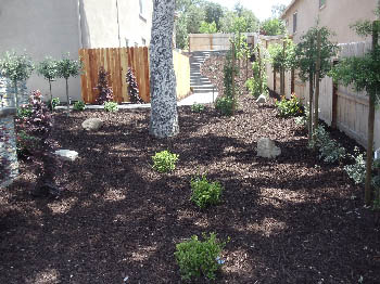 Low-maintenance xeriscape garden featuring native California drought-tolerant plants and bark mulch