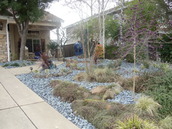 Modern Japanese rock garden with raked decomposed granite and basalt boulders
